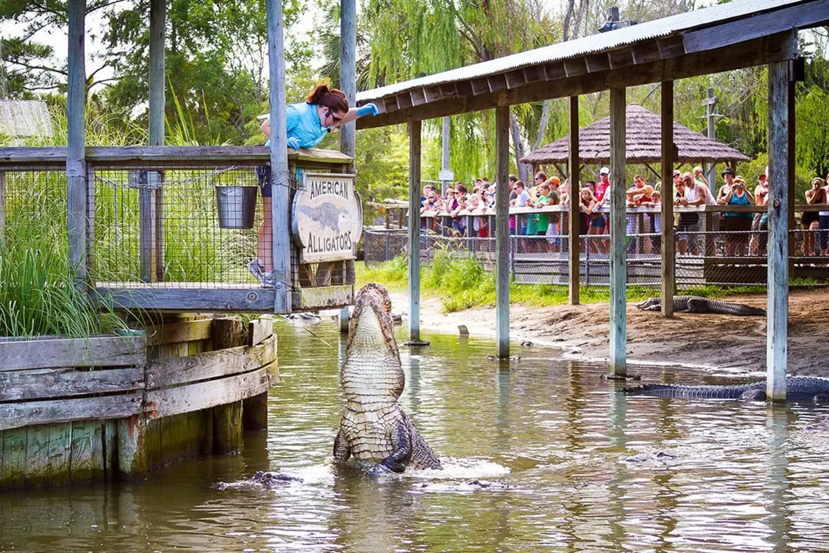 This image captures an engaging scene at a local wildlife attraction, featuring an alligator being fed by zoo staff in front of spectators. Families and other visitors observe the educational demonstration outdoors, with signage and lush surroundings hinting at the broader local experience.